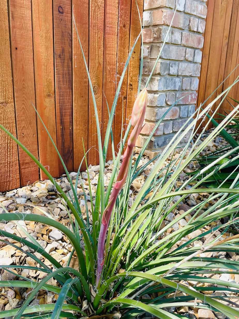 5 Reasons To Plant A Red Yucca - Native Backyards