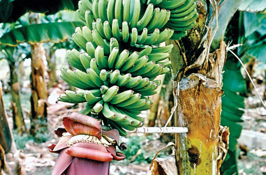  Banana Plant