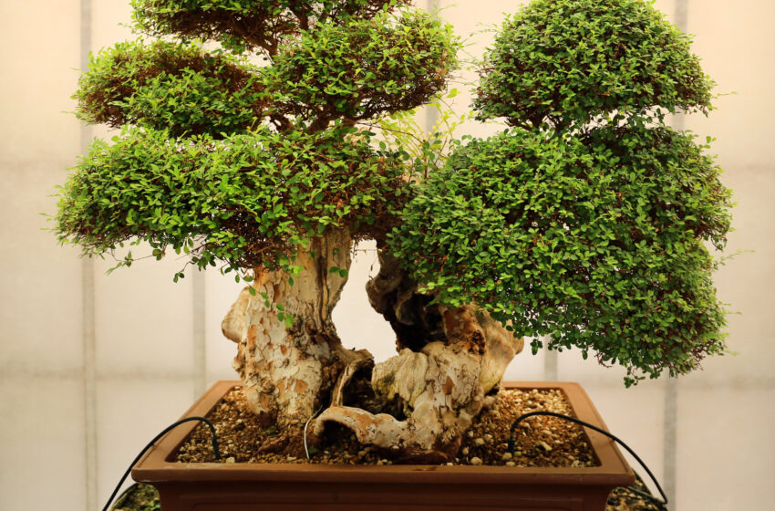  Bonsai Tree Plant