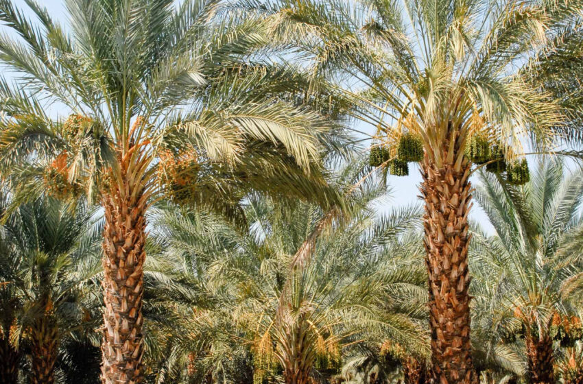  Date Palm Plant