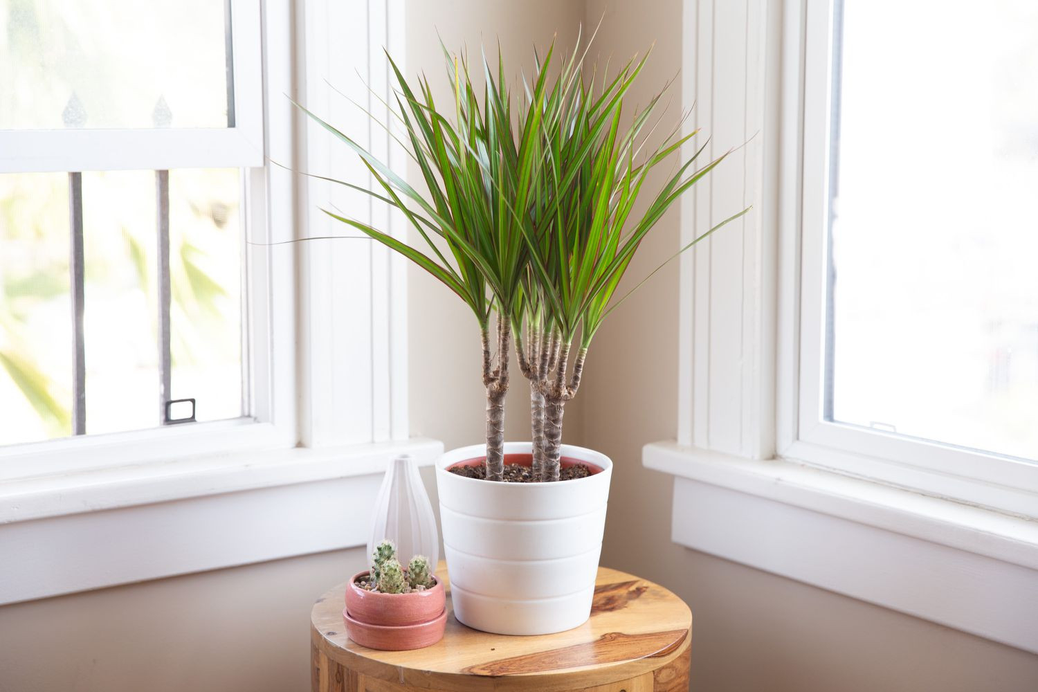 Dragon Tree: Indoor Plant Care &amp; Growing Guide