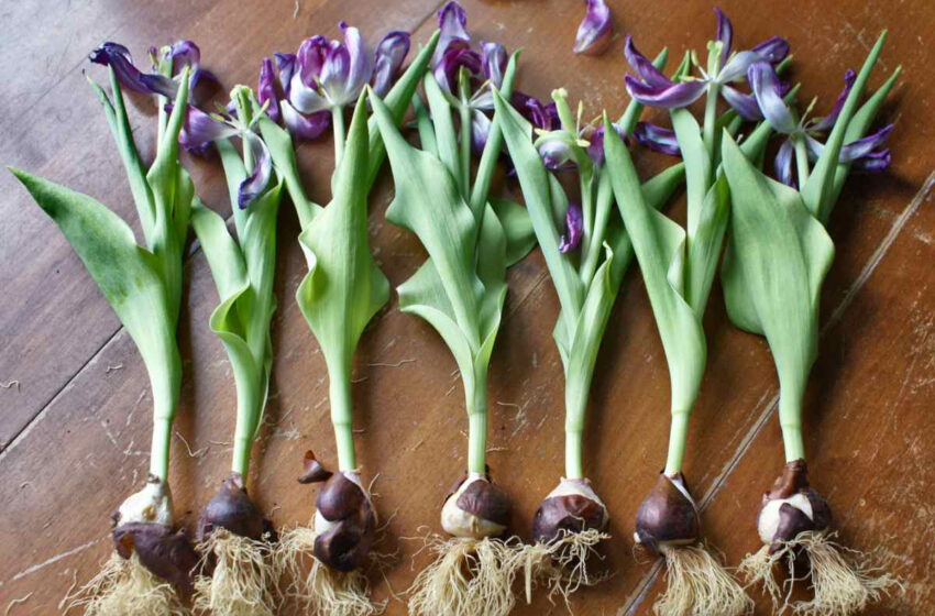  Tulip Bulbs Plant