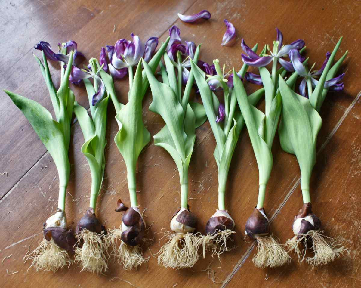 Firmness, Shape, Size, The 3 Keys To Choose A Tulip Bulb For Best