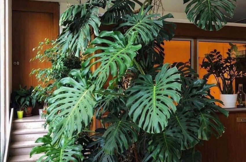  Philodendron Monstera Plant