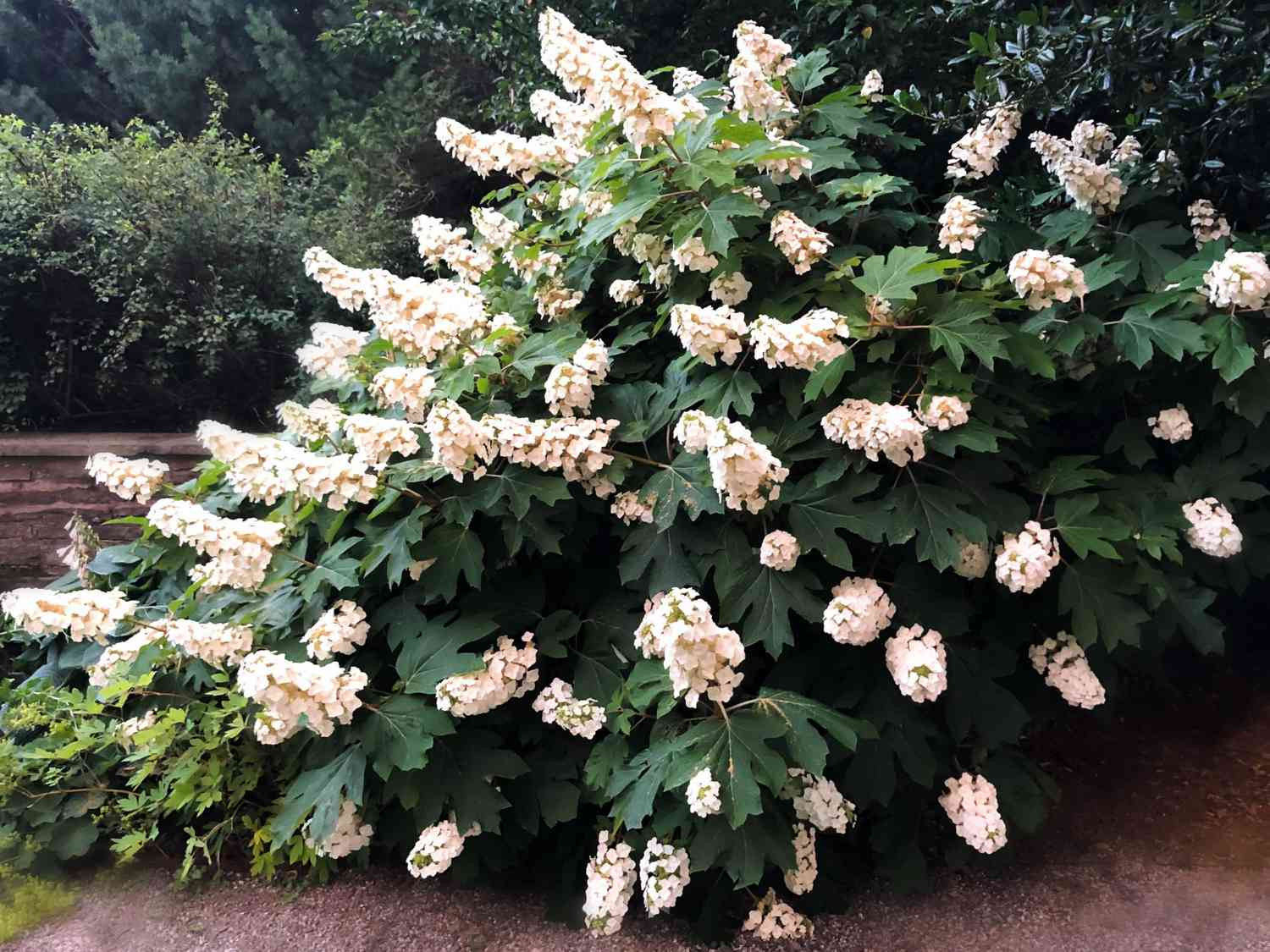 Growing Oakleaf Hydrangeas: Tips For Creating Your Best Blooms