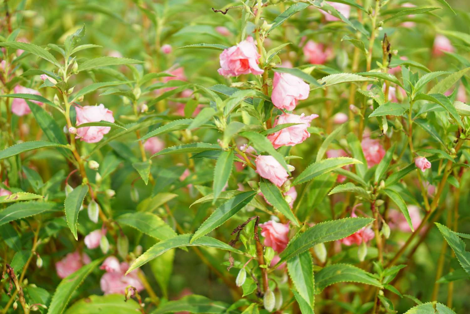 How To Grow And Care For Garden Balsam (Rose Balsam)