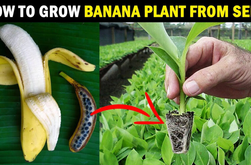  Banana Seeds Plant