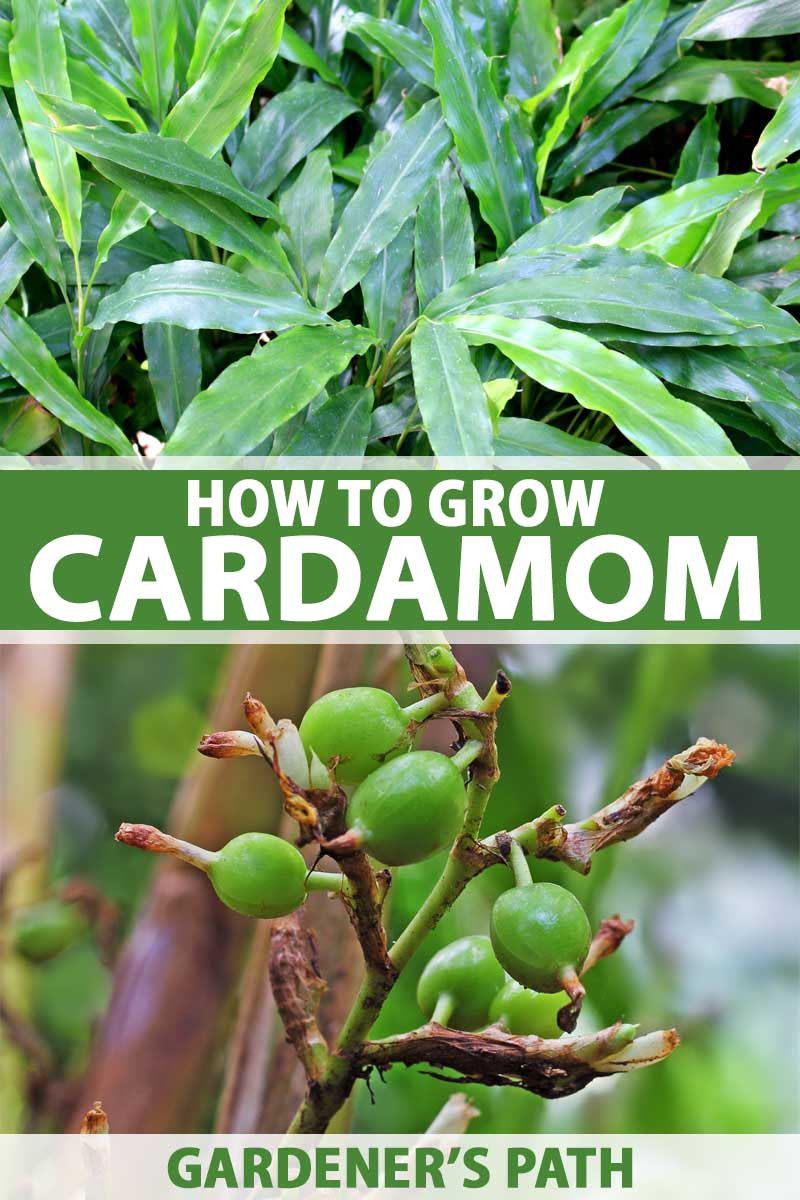 How To Grow Flavorful Cardamom In Your Home Garden | Gardener'S Path