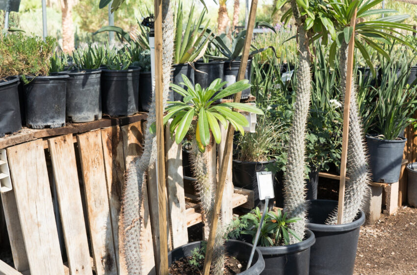  Madagascar Palm Plant