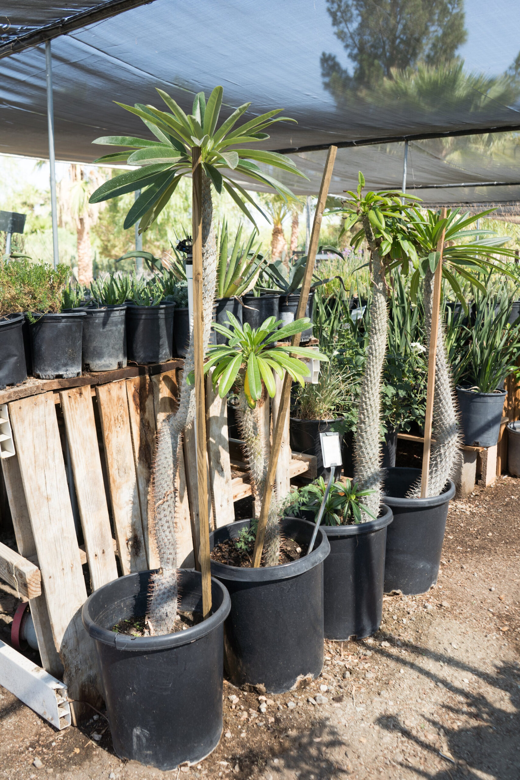 Madagascar Palm — Gdnc Nursery
