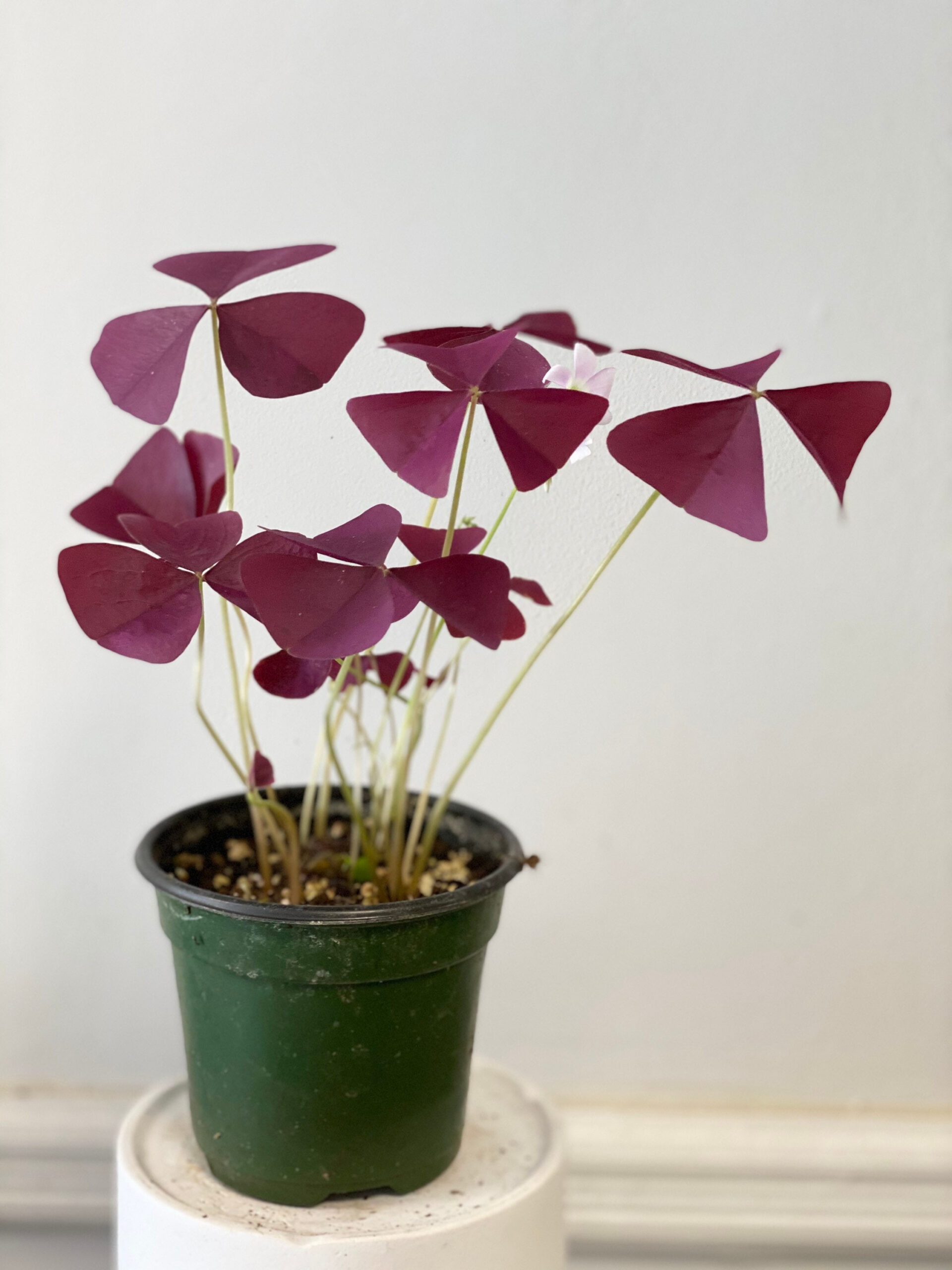 Oxalis Triangularis Purple Shamrock Perennials Easy To Grow - Etsy.de