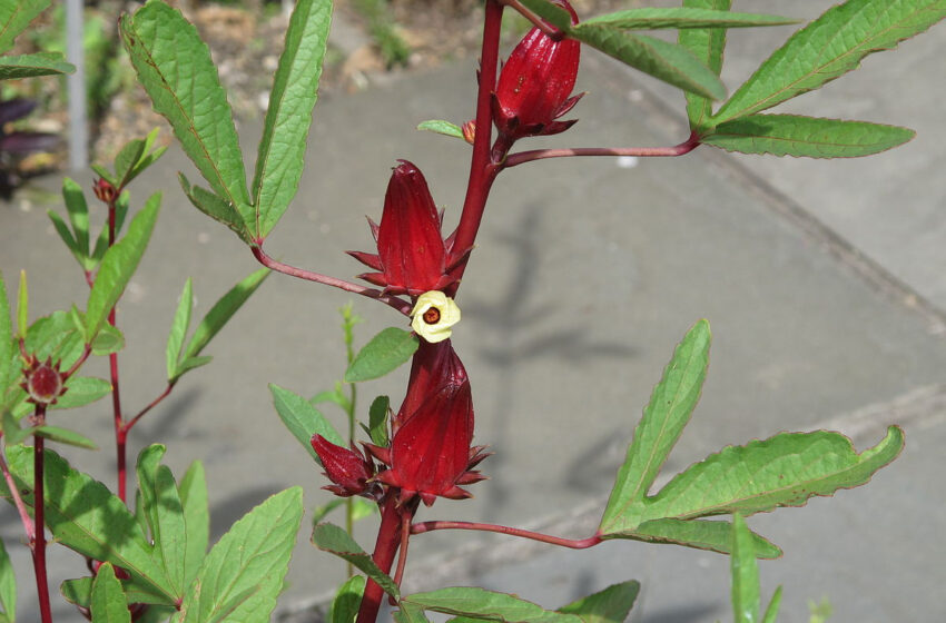  Hibiscus Sabdariffa Plant