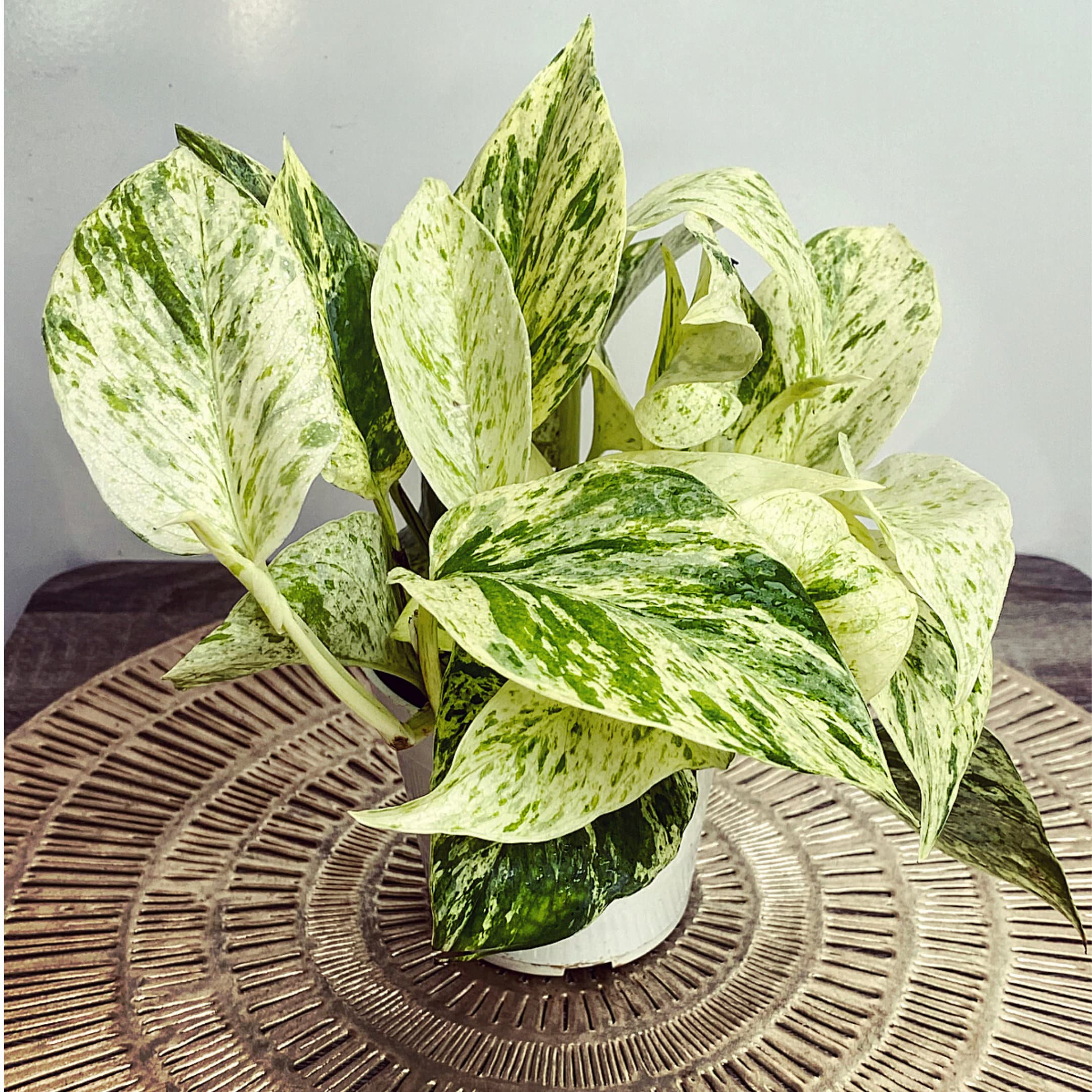 Snow Queen &amp; Marble Queen Pothos Air Purifying Plant Fast - Etsy.de