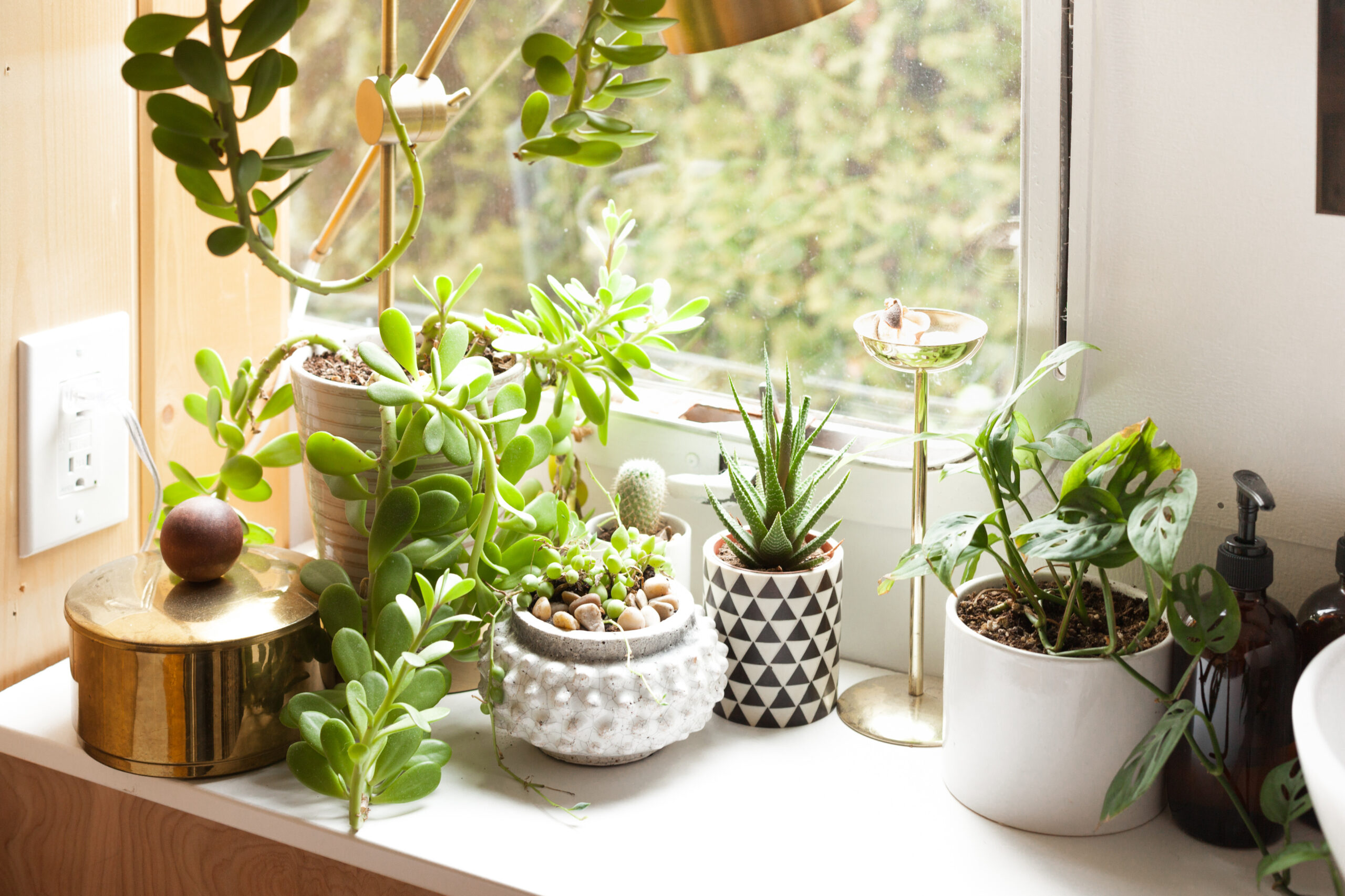 12 Budget-Friendly Sources For Buying Plants Online | Apartment