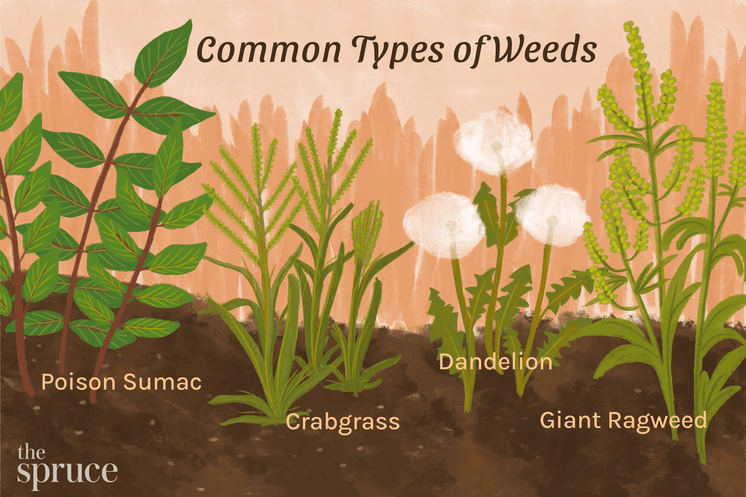 35 Common Weeds In Lawns And Gardens: Identification &amp; Control