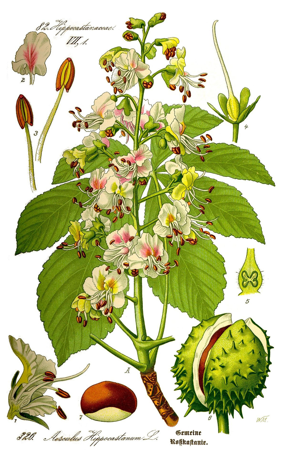 Aesculus Hippocastanum - Wikipedia