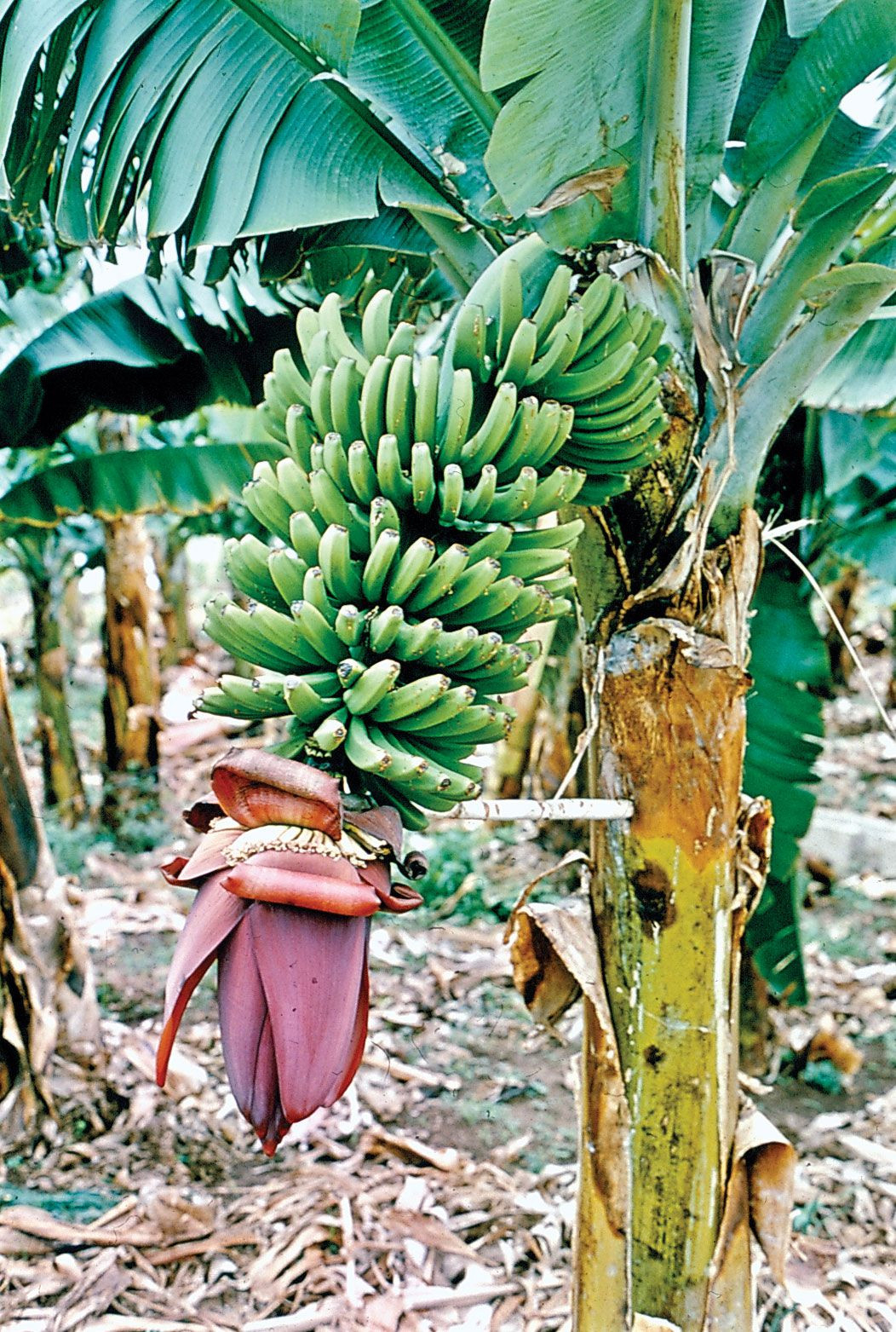 Banana | Description, History, Cultivation, Nutrition, Benefits