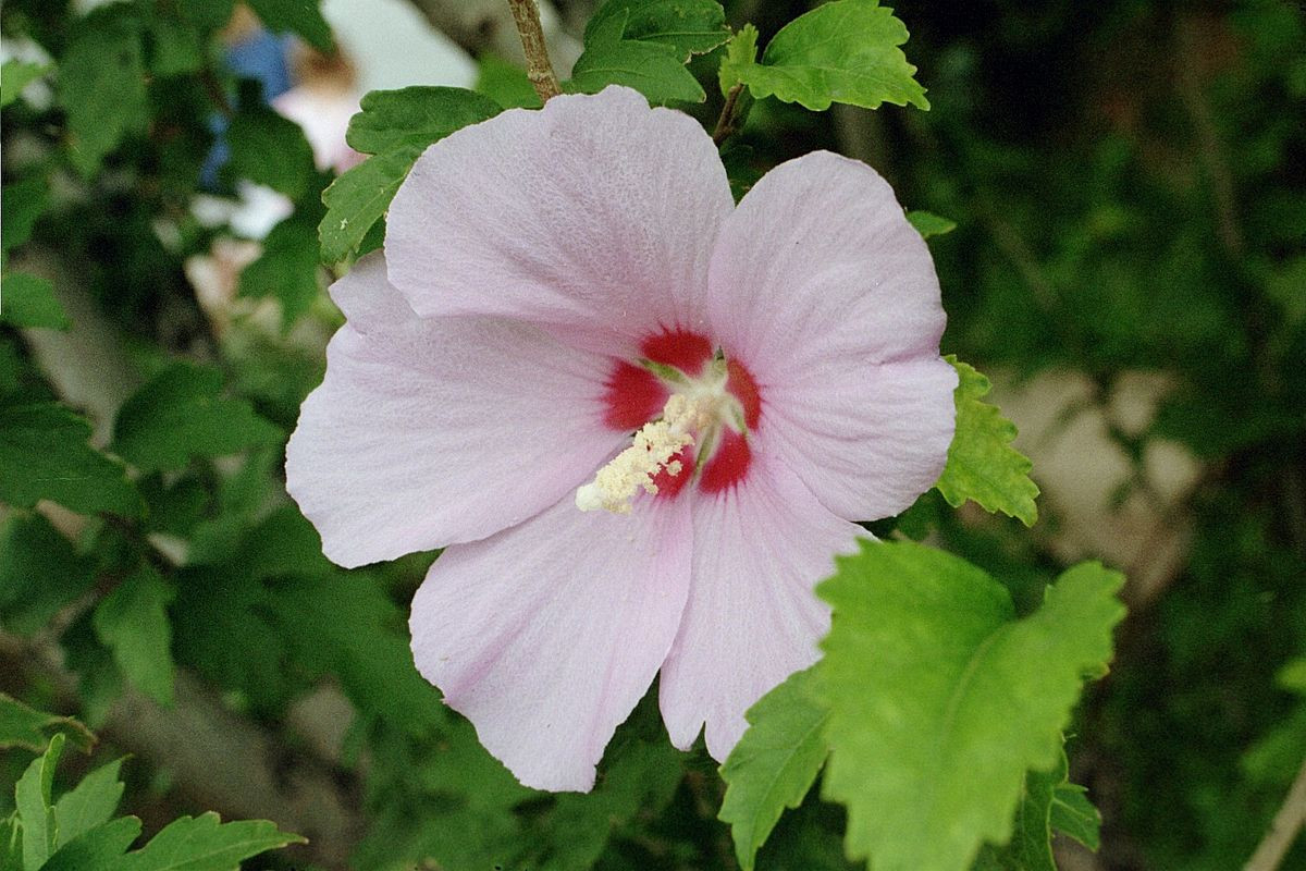 Hibiscus Syriacus - Wikipedia