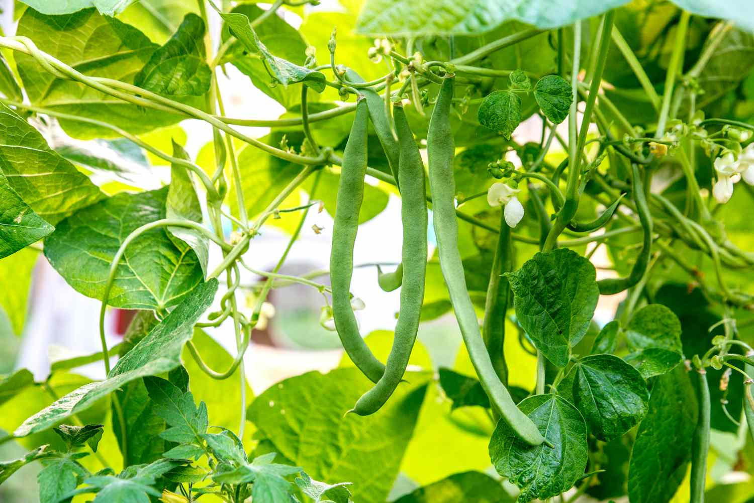 How To Grow And Care For Common Beans