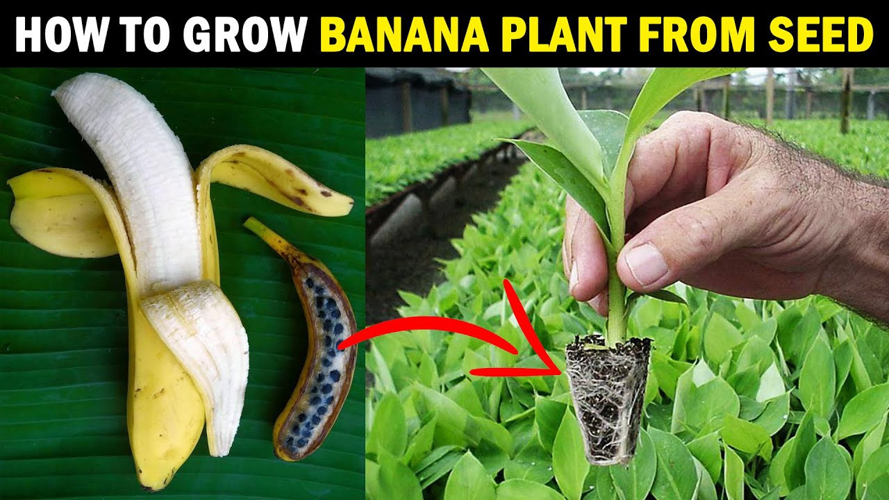 How To Grow Banana Plant From Seed | Grow Banana Tree From Seed At Home..!