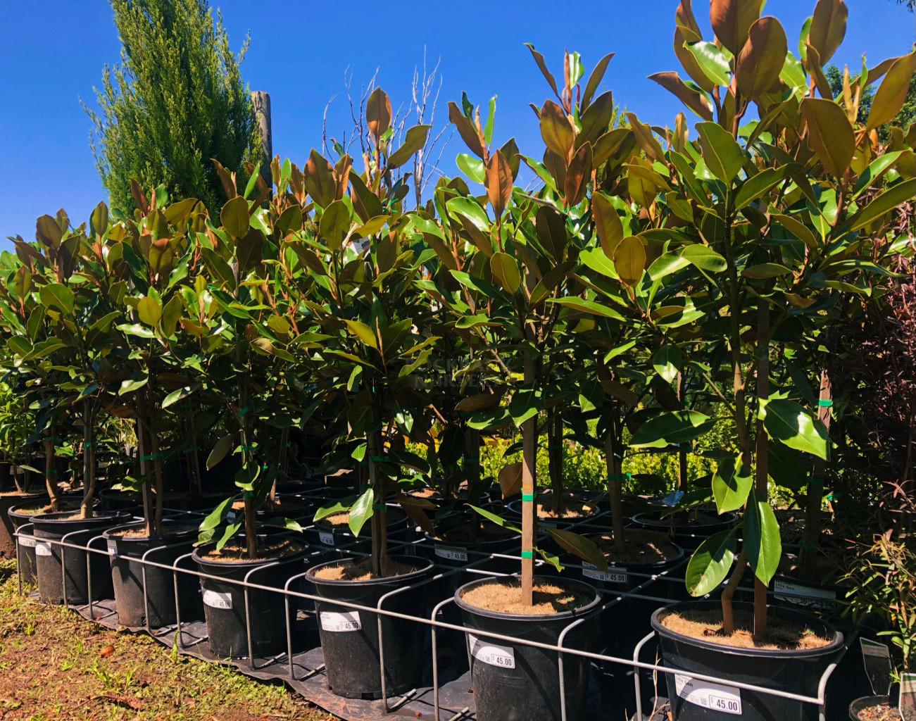 Magnolia 'Little Gem' — Rockbank Nursery