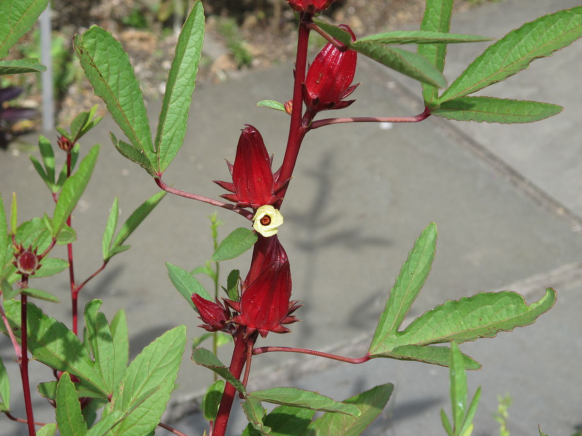 Roselle (Plant) - Wikipedia