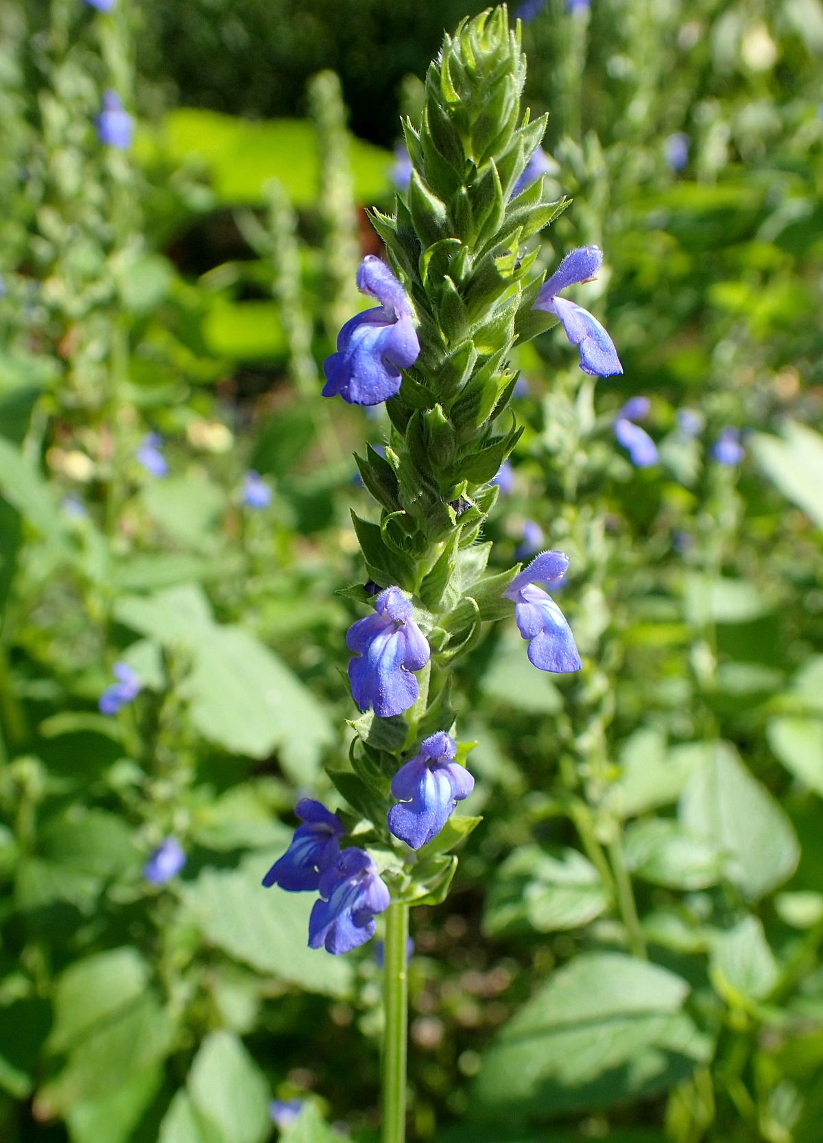 Salvia Hispanica - Wikipedia
