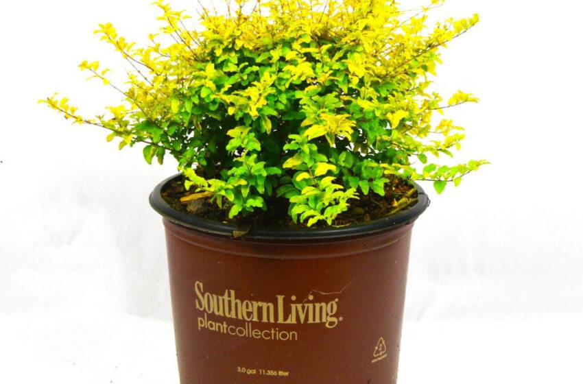  Sunshine Ligustrum Plant