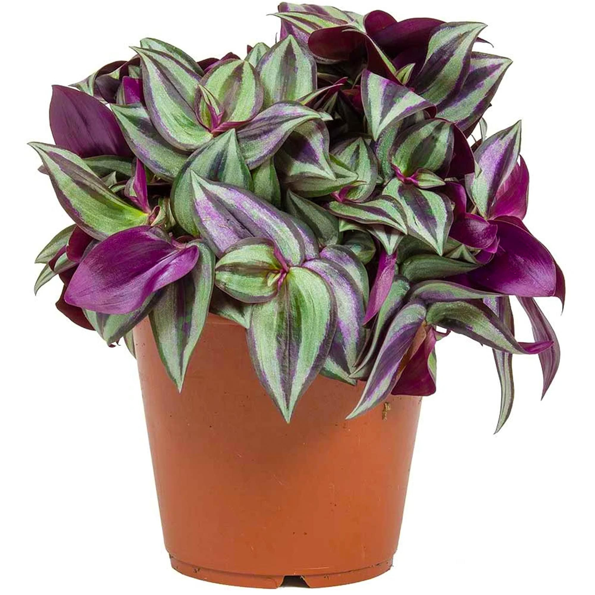 Tradescantia Zebrina Wandering Jew Best Indoor Plants - Etsy