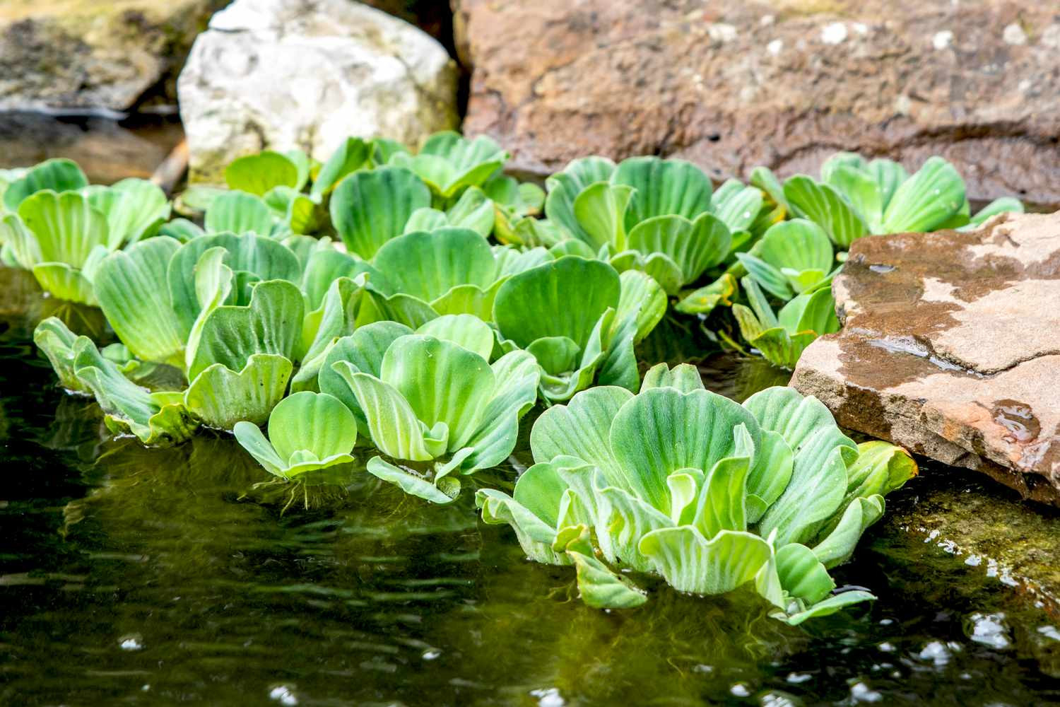 Water Lettuce: Care &amp; Growing Guide